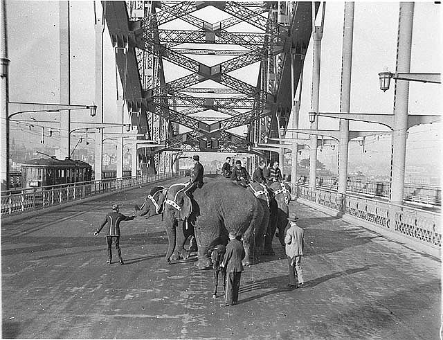 elephants walk over harbour bridge 1932